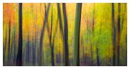 slides/Woodland Art.jpg south downs national park, autumn,beech trees,colours,movement. Woodland Art